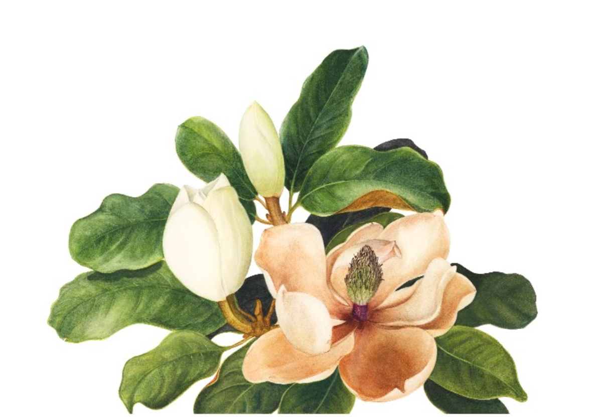 'Majestic Magnolia' by Lee Machain (2019) - Original