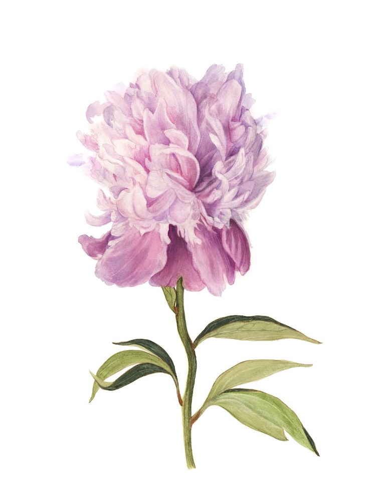 'Peony Debut' by Lee Machain (2019) - Original