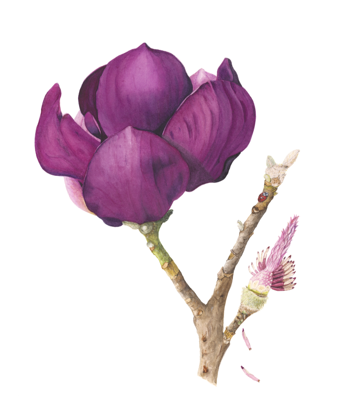 'Black Tulip Magnolia' by Lee Machain (2020) - Original