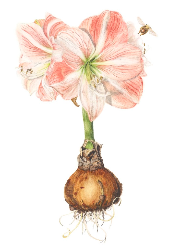 'Amaryllis Amore' by Lee Machain (2021) - Original