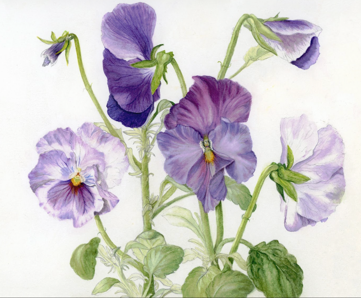 'Pansy Patch' by Lee Machain (2023) - Original