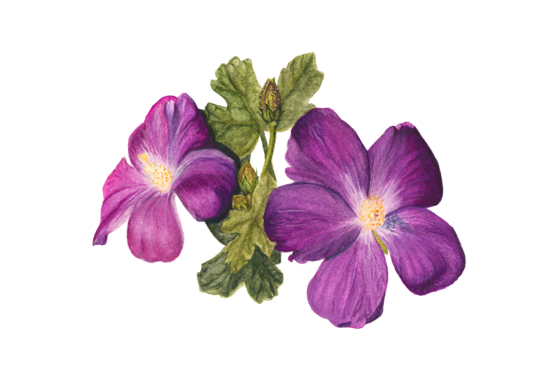 'Australian Hibiscus' by Lee Machain (2020) - Original