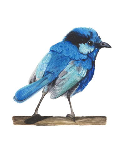 'Little Blue' by Lee Machain (2019) - Original