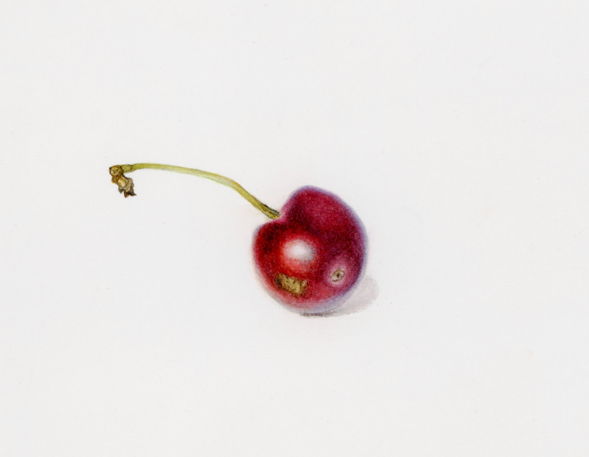 'Cherry Study' by Lee Machain (2023) - Original